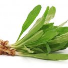 seeds vietnamese culantro - ngo gai heirllom non-gmo 100.mg