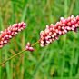 100 seeds redshank (lady's thumb) non-gmo organically grown medicinal herbal