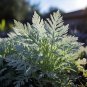 seeds wormwood - artemisia medicinal herb