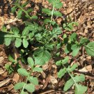 500 arugula seeds, organic -
