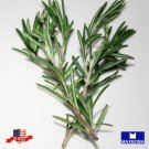 seeds 25 rosemary herb non-gmo heirloom btgo 75% off