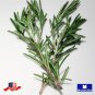 seeds 25 rosemary herb non-gmo heirloom btgo 75% off