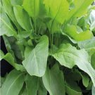 100 large leaf sorrel (rumex acetosa) garden sorel herb organic heirloom