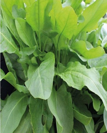 100 large leaf sorrel (rumex acetosa) garden sorel herb organic heirloom