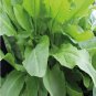 100 large leaf sorrel (rumex acetosa) garden sorel herb organic heirloom