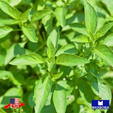 600 seeds basil herb - lemon non-gmo heirloom garden bogo 50% off