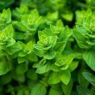 seeds greek oregano | organic non-gmo heirloom best seller