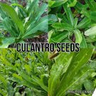 seeds 500 culantro ngo gai | mexican coriander recao non-gmo