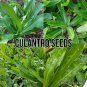 seeds 500 culantro ngo gai | mexican coriander recao non-gmo