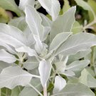 75 sacred california white sage salvia apiana shrub silver folliage native smudg