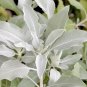 75 sacred california white sage salvia apiana shrub silver folliage native smudg