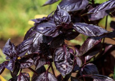 seeds thai basil purple ocimum basilicum heirloom non-gmo 450