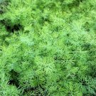 2500 seeds bouquet dill anethum graveolens herb flower