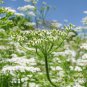 seeds cumin | non-gmo fresh herb garden