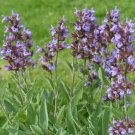 100 seeds sage broadleaf common perennial seasoning teas antioxidant non-gmo