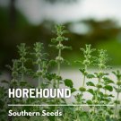 seeds horehound (marrubium vulgare) - non-gmo medicinal 100