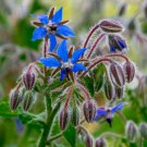 seeds 1/4 lb borage herb - everwilde farms mylar seed packet