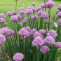 seeds onion chives - 500 per pack
