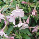 200 seeds jasmine aztec nicotiana alata (ornamental flowering tobacco) flower