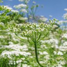 seeds cumin | non-gmo fresh herb garden