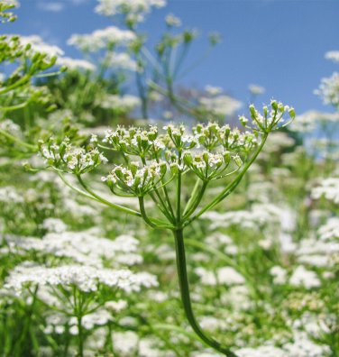 seeds cumin | non-gmo fresh herb garden