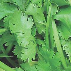 seeds coriander calypso 1,000
