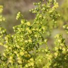seeds 5,000 sweet sagewort (artemisia annua) | non-gmo fresh