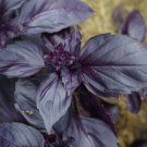 seeds red rubin basil 200 herb ocimum basilicum fragrant
