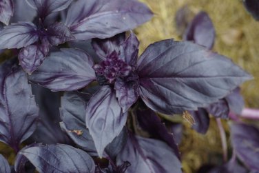 seeds red rubin basil 200 herb ocimum basilicum fragrant