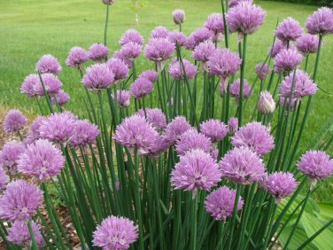 seeds onion chives - 500 per pack