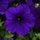 20 seeds ~ new e3 easy wave blue * trailing petunia pelleted
