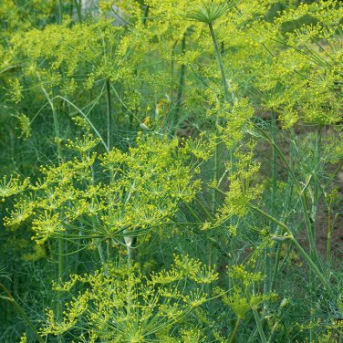 seeds dill mammoth long island 500 anethum graveolens herb spice s&h