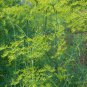 seeds dill mammoth long island 500 anethum graveolens herb spice s&h