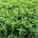 seeds 250 pennyroyal mint perennial