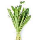 1 seeds gram culantro seeds, bilati donia pata coriander