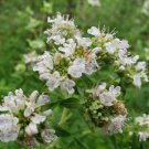 25 seeds mountain mint | pycnanthemum verticillatum herbal tea florida