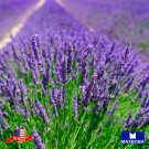 200 seeds premium munstead lavender non-gmo heirloom garden
