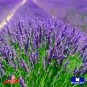 200 seeds premium munstead lavender non-gmo heirloom garden