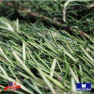 seeds 50 rosemary herb non-gmo heirloom bogo 50% off