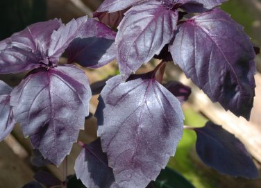 seeds basil herb - purple dark opal- 200 $1.69 max /order