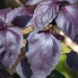 seeds basil herb - purple dark opal- 200 $1.69 max /order