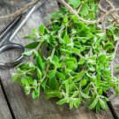 2000 seeds sweet marjoram heirloom non-gmo seller