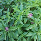 150 seeds licorice basil non-gmo fresh for gardens