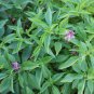 150 seeds licorice basil non-gmo fresh for gardens