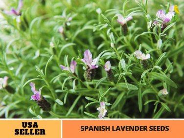 100 seeds | spanish lavender #c