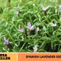 100 seeds | spanish lavender #c