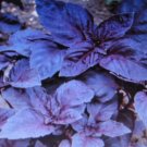 1000 dark opal basil* bulk * seeds* gourmet culinary