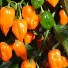 seeds 25 orange habanero pepper non-gmo fresh for your garden