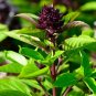 seeds 2g fresh thai basil
