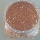 seeds 200 of garden cress persian shahi حب الرشاد organic grower